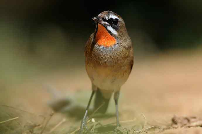 秋季迁徙鸟：红喉歌鸲*