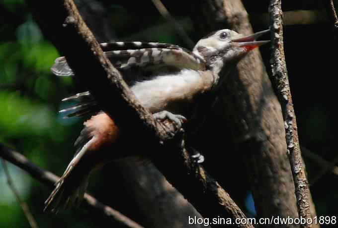 这只大斑比较二