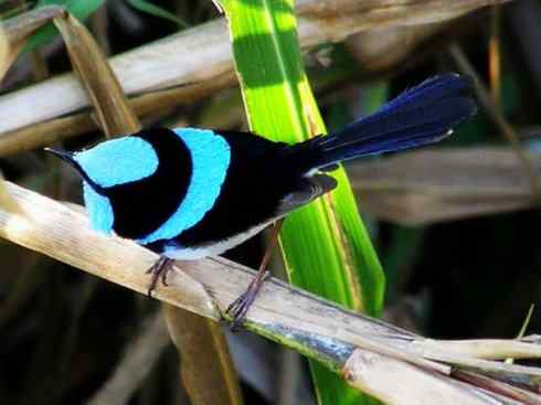 美丽无罪：雀鸟之鹩莺