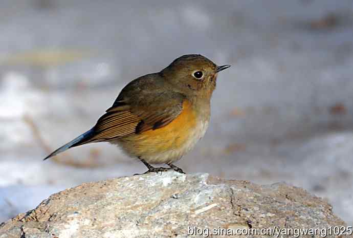 北京植物园的鸟类——红肋蓝尾鸲（雌性）2