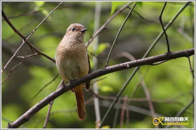 北红尾鸲MM【照片】
