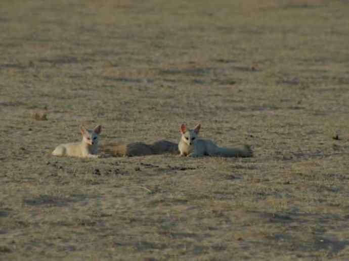 犬科：狐亚科狐属