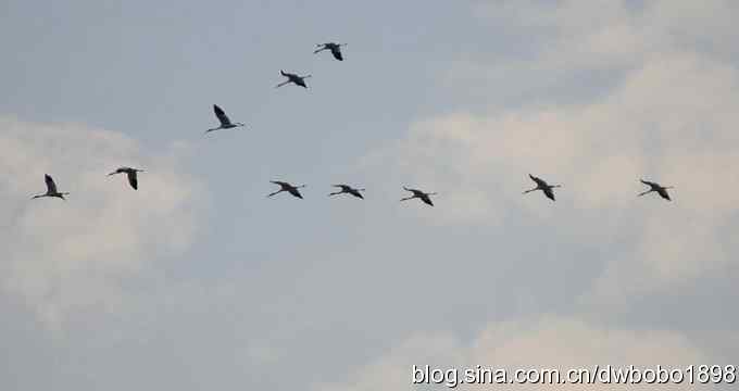 云天鹤影 wbr醉舞冬阳