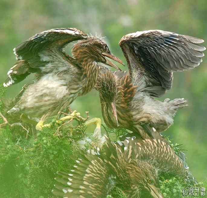 小白鹭与小夜鹭 小白鹭与小夜鹭