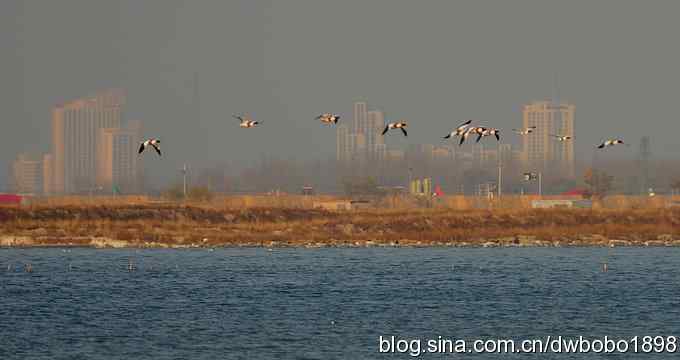 初冬北戴河观鸟