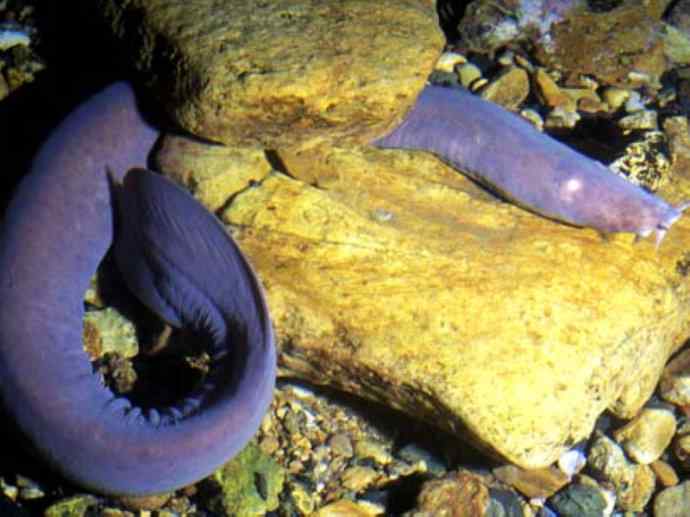 鱼类活化石:盲鳗 鱼类活化石:盲鳗