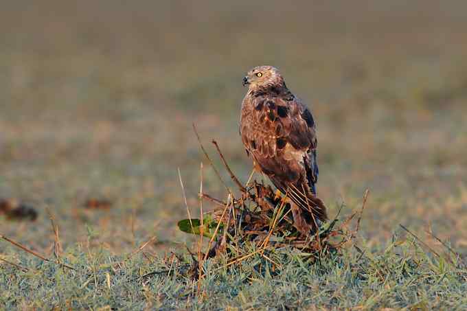 【新鸟】鹊鹞（雌）：野鸭湖之秋