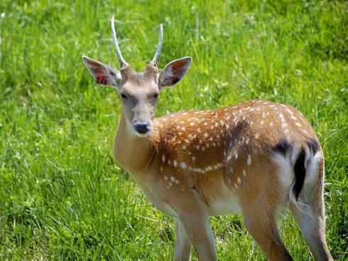 麒麟：传说的兽原型探秘（梅花鹿）