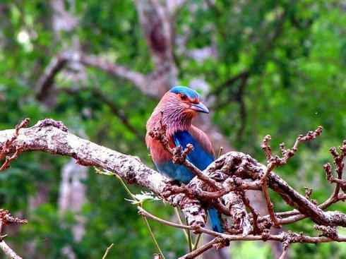 绝色攀禽：佛法僧目之佛法僧