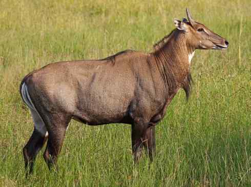 麒麟：传说的兽原型探秘（紫羚）