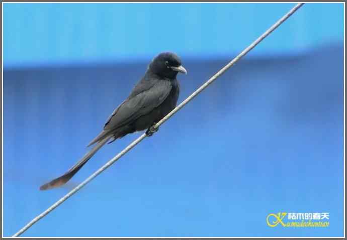 雨天拍鸟的惊喜【照片】