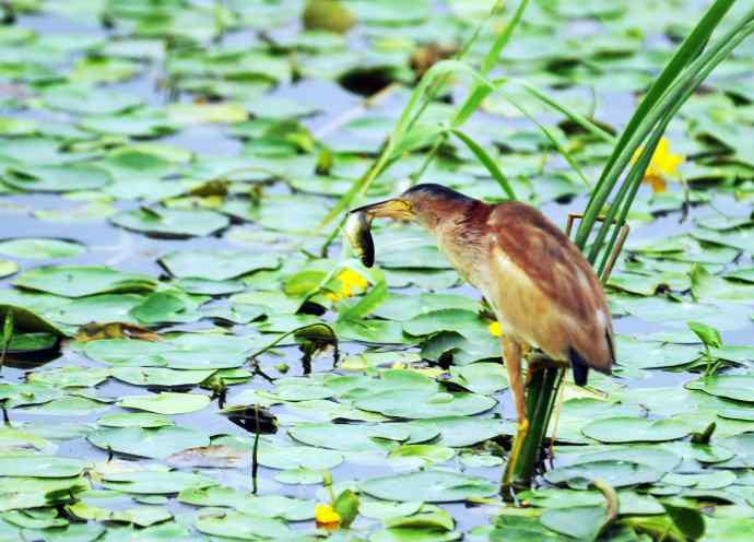 辛勤的收获 辛勤的收获