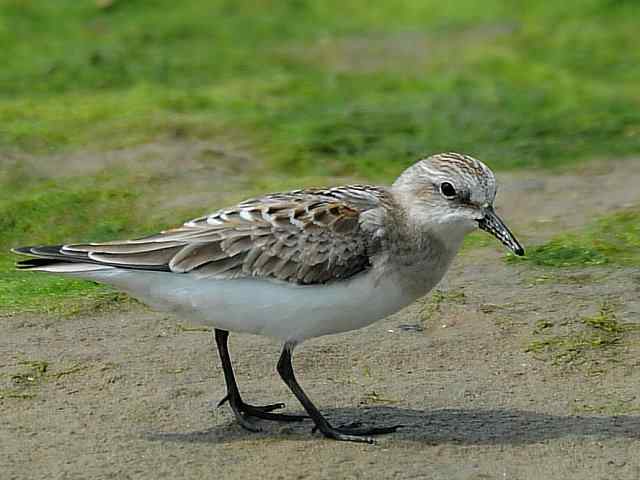 黄金海岸寻鹬 wbr赤土山桥赏鸟