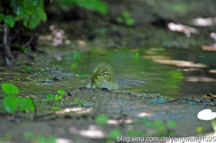 爽（洗浴的黄眉柳莺）2