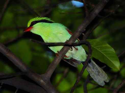 美丽无罪：雀鸟之绿鹊