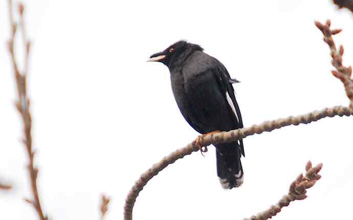 北京植物园赏鸟（二十二），八哥（组图）