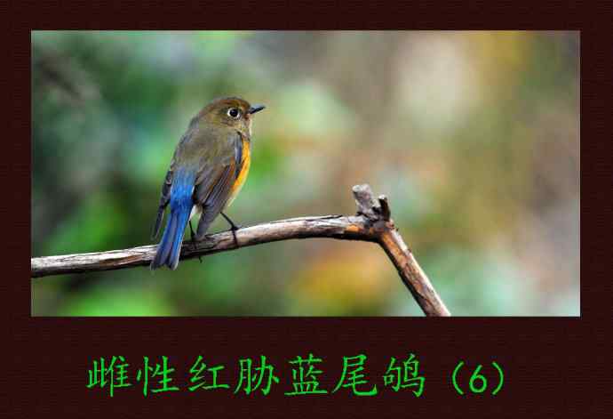 雌性红胁蓝尾鸲（6）