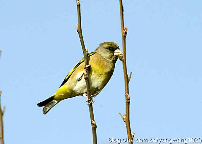 艰难(大风中的金翅鸟纪实) 艰难(大风中的金翅鸟纪实)