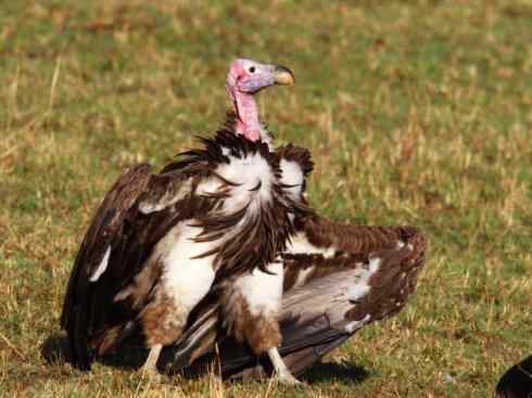 鸟类之最:大秃鹫