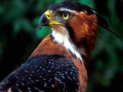 十大喜食蜂蜜动物:凤头蜂鹰 十大喜食蜂蜜动物:凤头蜂鹰