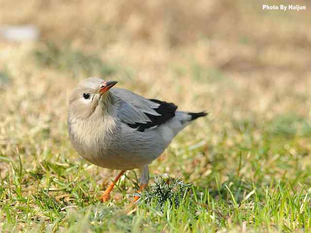 天坛公园的丝光椋鸟 天坛公园的丝光椋鸟