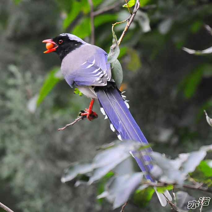 圆明园&nbsp;wbr路&nbsp;wbr今天拍到的鸟（2010-10-18）