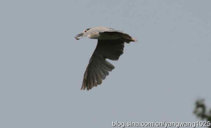 飞（海鸥与夜鹭） wbr2