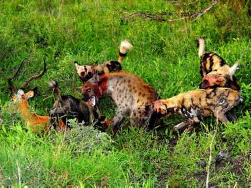 犬科：薮犬亚科非洲野犬属之非洲野犬