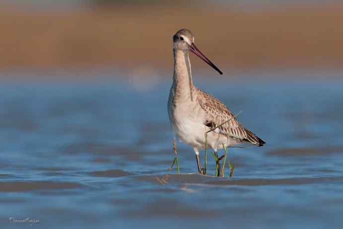 小鸟 wbr伊人 wbr珍珠婚