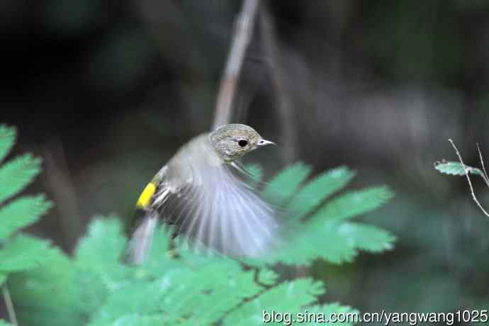 雌性白眉姬鹟（7）