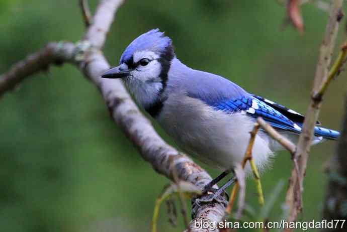 美国鸟类摄影——冠蓝鸦