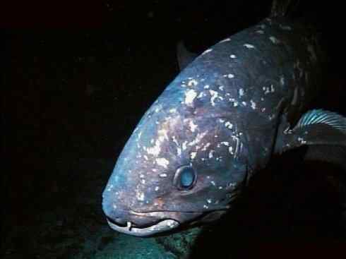 鱼类活化石：矛尾鱼