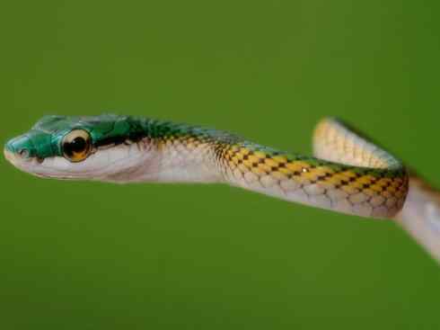 龙：传说的兽原型探秘（树蛇类）