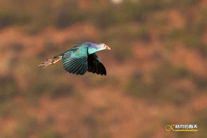 云南拍鸟：紫水鸡