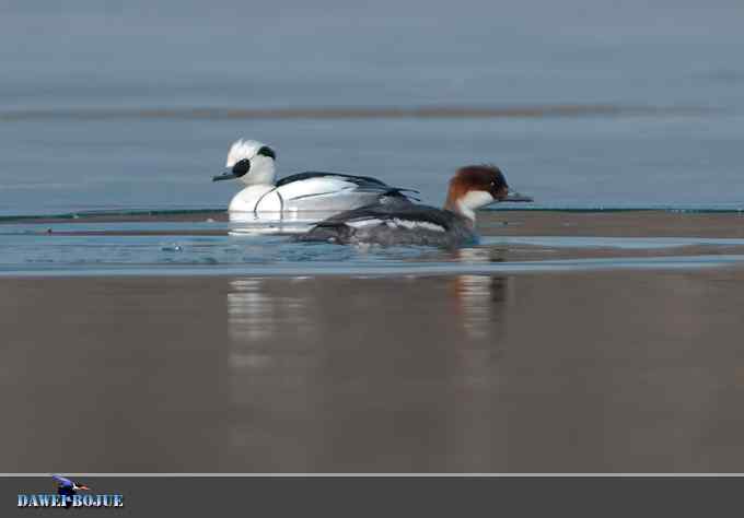 白秋沙和罗纹鸭记录