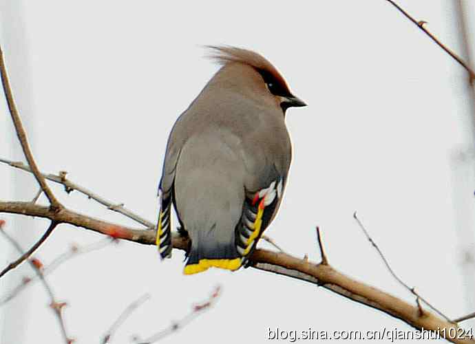 大太平.小太平(植物园) 大太平.小太平(植物园)