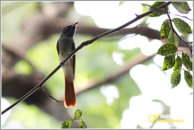 苦苦追寻鈥準俅澞瘛菊掌