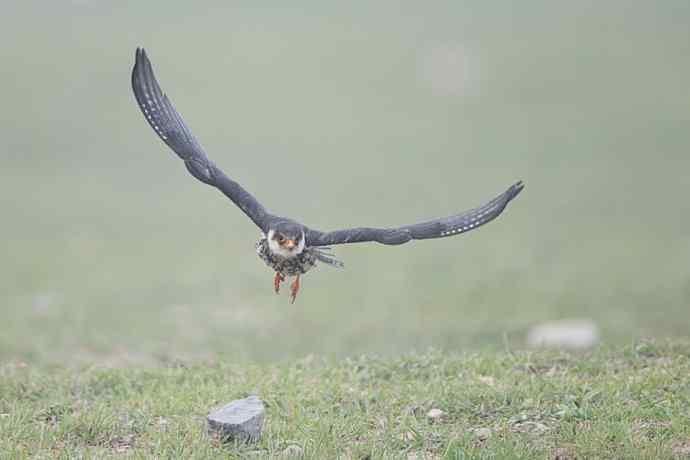 晨曲（摄于康西草原）