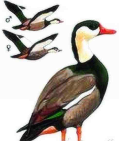 欣赏：美丽的麻鸭