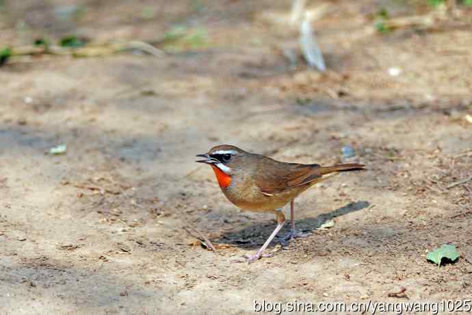 北京天坛公园的鸟类——雄性红喉歌鸲（1）