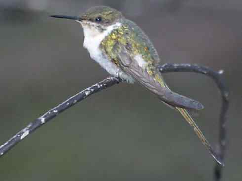 鸟类之最:角蜂鸟 鸟类之最:角蜂鸟