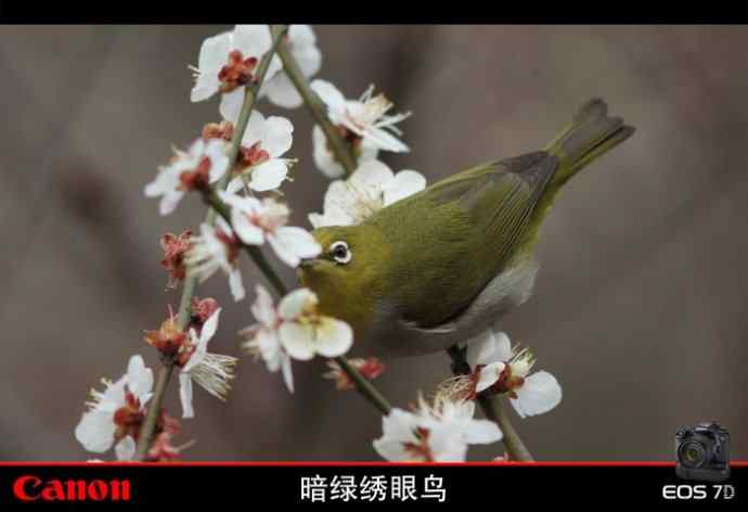 暗绿赏梅 暗绿赏梅