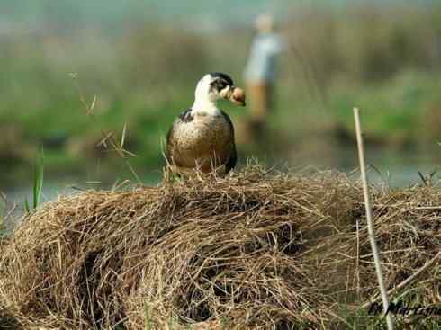 奇特的盔：瘤鸭
