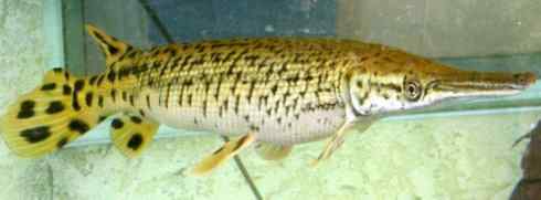 鱼类活化石：鳄雀鳝