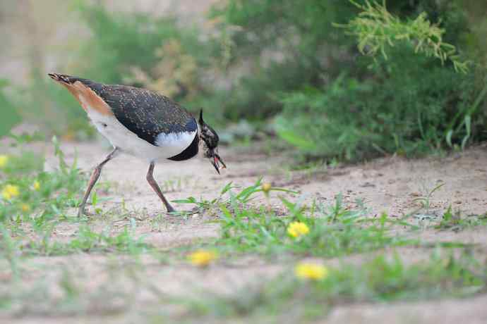 燕鸻与麦鸡（周末野鸭湖）