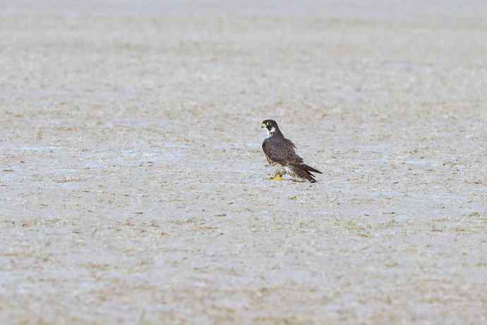 落地版游隼（摄于野鸭湖）