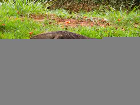 盘点十二大著名食蚁动物:食蚁兽 盘点十二大著名食蚁动物:食蚁兽