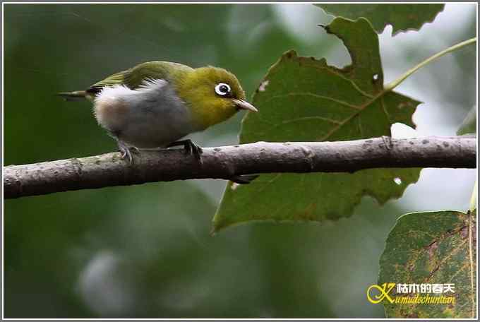 红胁绣眼•方尾鶲•斑姬啄木鸟【照片】 红胁绣眼•方尾鶲•斑姬啄木鸟【照片】