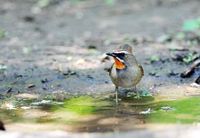北京天坛公园的鸟类——红喉歌鸲（9）