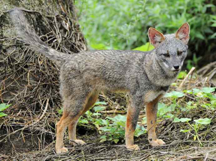 犬科：狐亚科伪狐属之高地狐、河狐、秘鲁狐